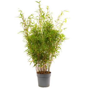 Fargesia rufa - Ornamental Bamboo (90-110cm Height Including Pot)