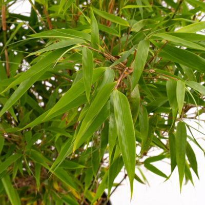 Fargesia rufa - Ornamental Bamboo (90-110cm Height Including Pot)