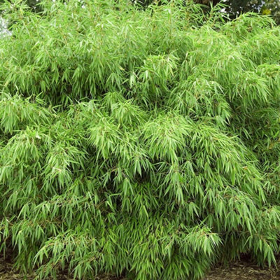 Fargesia rufa - Ornamental Bamboo (90-110cm Height Including Pot) - 3