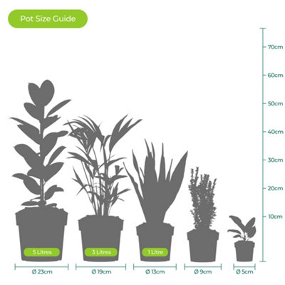 Fargesia rufa - Ornamental Bamboo (90-110cm Height Including Pot) - 5