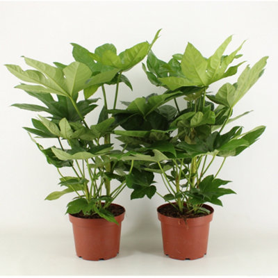 Fatsia Japonica , 21cm Pot Size , 85cm Tall , Falsecastor , Indoor Houseplant