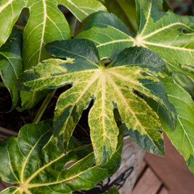 Fatsia japonica Camouflage Established Plant in 9cm Pot