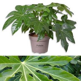 Fatsia Japonica - Castor Oil Plant in 15cm Pot 45cm High - Evergreen Plant