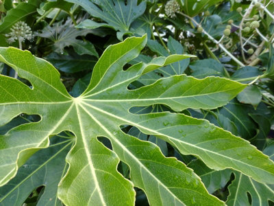 Fatsia Japonica - Castor Oil Plant in 15cm Pot 45cm High - Evergreen Plant