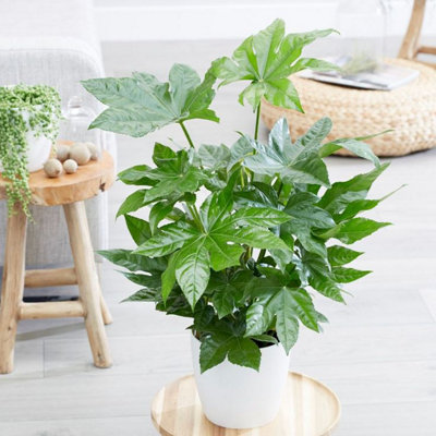 Fatsia Japonica - Castor Oil Plant in 15cm Pot 45cm High - Evergreen Plant - 3