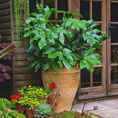 Fatsia Japonica - Castor Oil Plant in 15cm Pot 45cm High - Evergreen Plant - 4