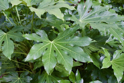 Fatsia Japonica - Castor Oil Plant in 15cm Pot 45cm High - Evergreen Plant - 5