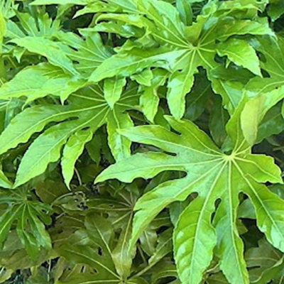 Fatsia Japonica Garden Shrub - Large Glossy Leaves, Compact Size (20-30cm Height Including Pot)