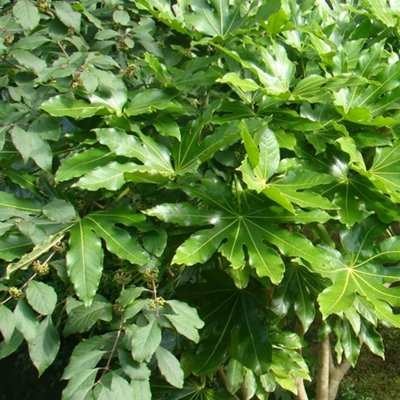 Fatsia Japonica Garden Shrub - Large Glossy Leaves, Compact Size (20-30cm Height Including Pot)