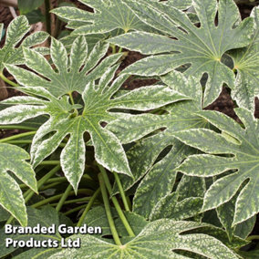 Fatsia japonica Spider's Web 9cm Potted Plant x 3