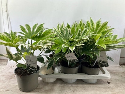 fake tall plants indoor 32" Tall, Artificial Plant, Fiddle Tree, Indoor, Faux, Fake, Floor,  Greenery, Potted, Real Touch, Decorative