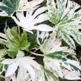 Fatsia Spiders Web Garden Shrub - Variegated Leaves, Compact Size (20-30cm Height Including Pot)