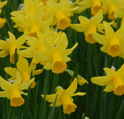 February Gold Narcissi Bulbs (500 Bulbs)