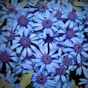Felicia Pretty Blue 1 Seed Packet (250 Seeds)