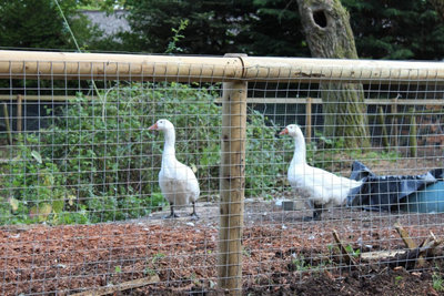 FENCETEXX Welded Wire Mesh 1"x1" Galvanised Fence (900mm x 30m) Rabbit Hutch Chicken Run Coop Pet - 3