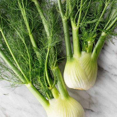 Fennel Green Herb Plant - Aromatic Herb, Compact Growth (5-15cm Height Including Pot)