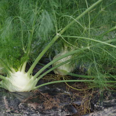 Fennel Green Herb Plant - Aromatic Herb, Compact Growth (5-15cm Height Including Pot)