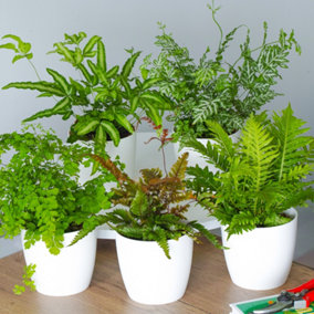 Fern Indoor Plant Collection - Trio of Easy-Care Ferns, Perfect for Adding Greenery to Any Indoor Space
