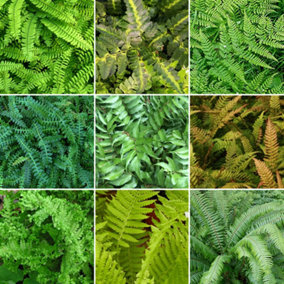 Fern Plant Mix - Beautiful Collection of Outdoor Plants, Ideal for UK Gardens, 9cm Pots (10 Pack)