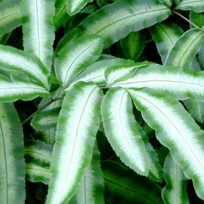 Fern Pteris nipponica 9cm Potted Plant x 3