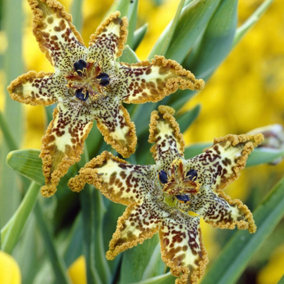 Ferraria crispa (Starfish Iris) x 3 corms