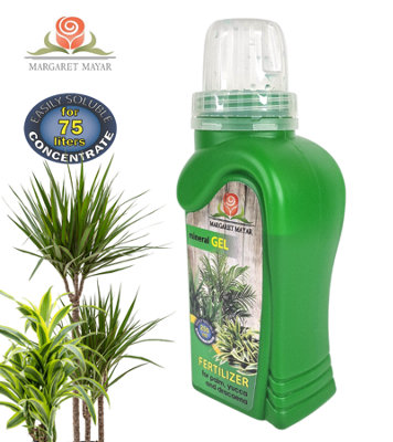 dracaena for sale Dracaena Janet Craig Compacta – Jungle & Loom main image 0