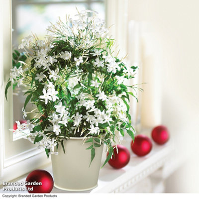 Festive Gift Plant - Gift Jasmine On A Hoop In Ivory Zinc Kersey