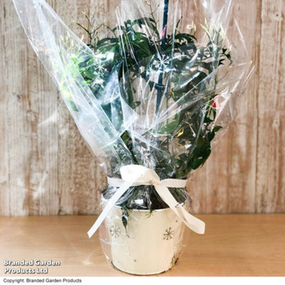 Festive Gift Plant - Gift Jasmine On A Hoop In Ivory Zinc Kersey