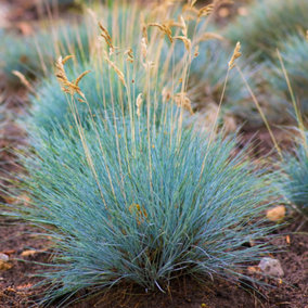 Festuca 'Elijah Blue' - Vibrant Blue Ornamental Grass, Hardy and Drought Tolerant, Adds Texture to Gardens (15-30cm)