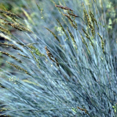 Festuca glauca 1 Litre Potted Plant x 1