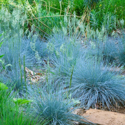 Festuca Intense Blue - Evergreen Shrub, Striking Blue Foliage, Hardy Grass Plant (15-30cm Height Including Pot)