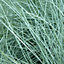 Festuca Intense Blue - Striking Ornamental Grass for Vibrant UK Gardens - Outdoor Plant (10-20cm Height Including Pot)