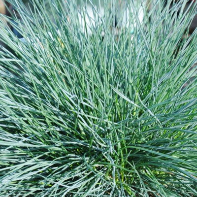 Festuca Intense Blue - Striking Ornamental Grass for Vibrant UK Gardens - Outdoor Plant (10-20cm Height Including Pot)