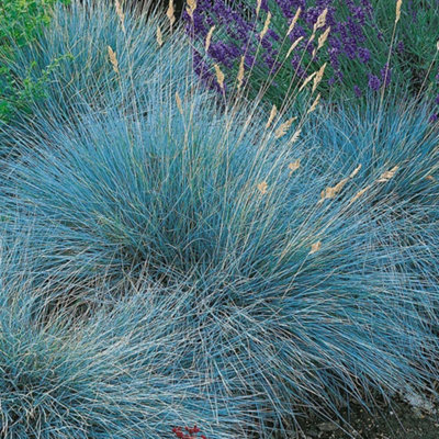 Festuca Intense Blue - Vibrant Steely Blue Foliage, Evergreen Grass Shrub, Hardy (15-30cm Height Including Pot)