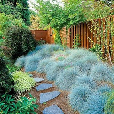 Festuca Intense Blue x 3 - Blue Grass Plants Ready to Plant - Blue Fescue Grass in 9cm Pots