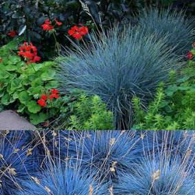 Festuca Intense Blue x 3 - Blue Grass Plants Ready to Plant - Blue Fescue Grass in 9cm Pots