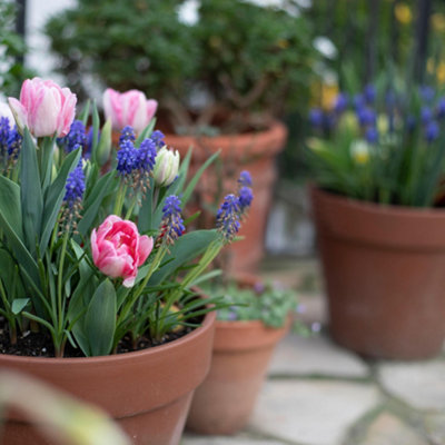 Close up of a plant pot with flowers inside. Other plant pots can be seen in the background.