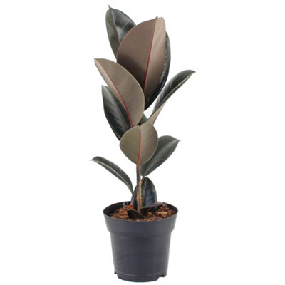 Ficus Abidjan - Houseplant in 12cm Pot, Ideal for Home Office Kitchen Indoors, Rubber Plant (30-40cm Height Including Pot)