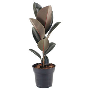 Ficus Abidjan - Indoor House Plant for Home Office, Kitchen, Living Room - Potted Houseplant (30-40cm Height Including Pot)