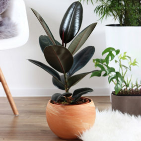 Ficus Abidjan - Indoor Houseplant in 12cm Pot, Home or Office Rubber Plant (30-40cm Height Including Pot)
