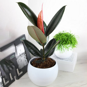 Ficus Abidjan - Rubber Plant in 12cm Pot, Indoor Houseplant for Home Office (30-40cm Height Including Pot)