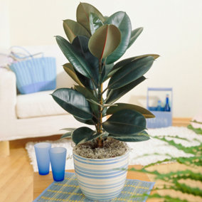 Ficus Abidjan Rubber Plant - Potted Houseplant for Home Office Kitchen in 12cm Pot (30-40cm Height Including Pot)
