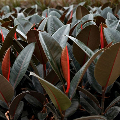 Ficus Abidjan Rubber Plant - Potted Houseplant for Home Office Kitchen in 12cm Pot (30-40cm Height Including Pot) - 3