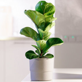 Ficus Bambino - House Plant for Home Office Kitchen, Fiddle-leaf Fig in 12cm Pot (30-40cm Height Including Pot)