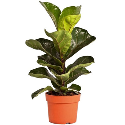 Ficus Bambino Houseplant - Fiddle-leaf Fig for Home Office, Evergreen Indoor Plant (30-40cm Height Including Pot)