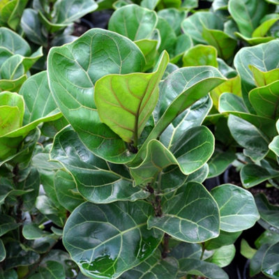 Ficus Bambino Houseplant - Fiddle-leaf Fig for Home Office, Evergreen Indoor Plant (30-40cm Height Including Pot)