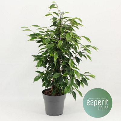 Ficus Be Anastasia, 17cm Pot Size, 60cm Tall, Fiddleleaf Fig, Indoor Houseplant