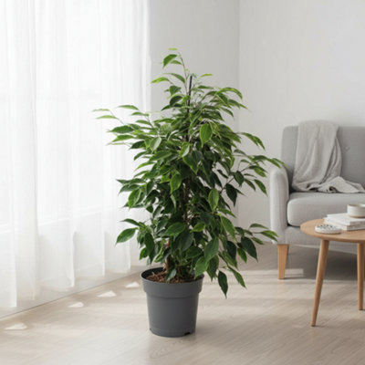 Ficus Be Anastasia Pot size 17 Cm Height 70 Fig tree weeping Indoor ...