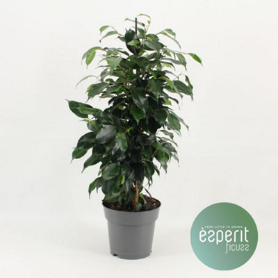 plant supports Copper Wide Curl Plant Stick, Base Trellis Plant Support 10