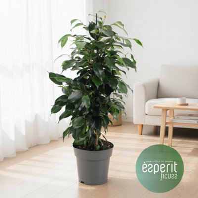 Ficus Be Danielle Pot size 17 Cm Height 70 Weeping fig Indoor Houseplant